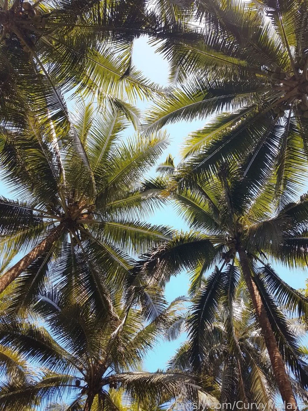 CurvyMalaya — photo 2