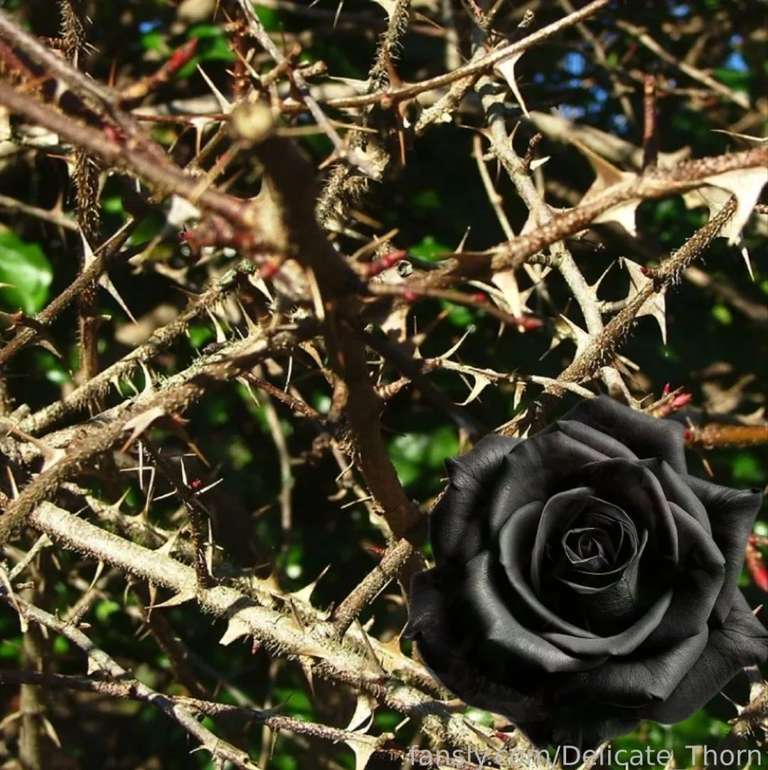 Delicate_Thorn — photo 2