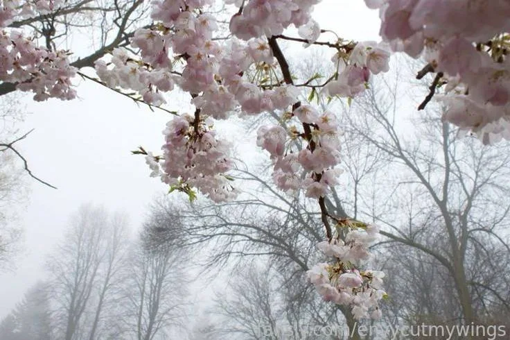 envycutmywings — photo 2
