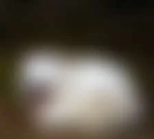 Fluffiest_Fox — photo 2