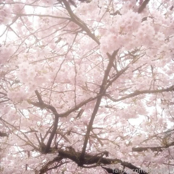 himedoll — photo 2