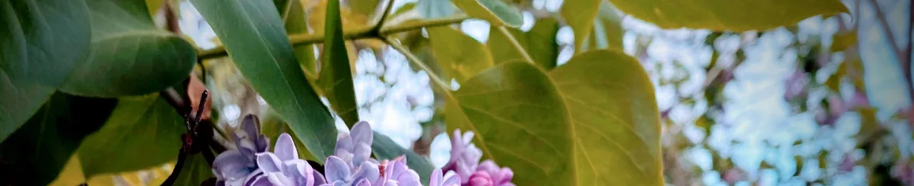 lilas-desire — photo 2