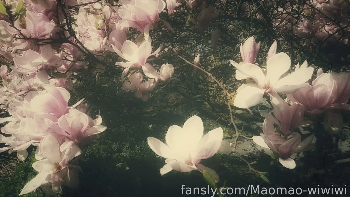 Maomao-wiwiwi — photo 2