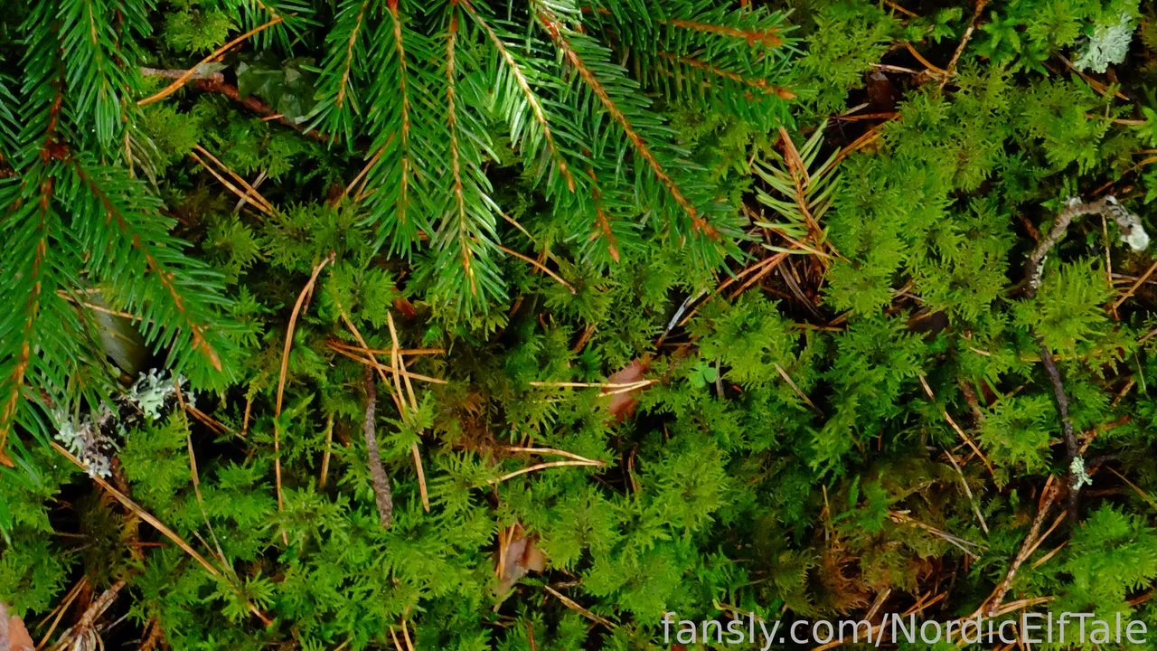 NordicElfTale — photo 2