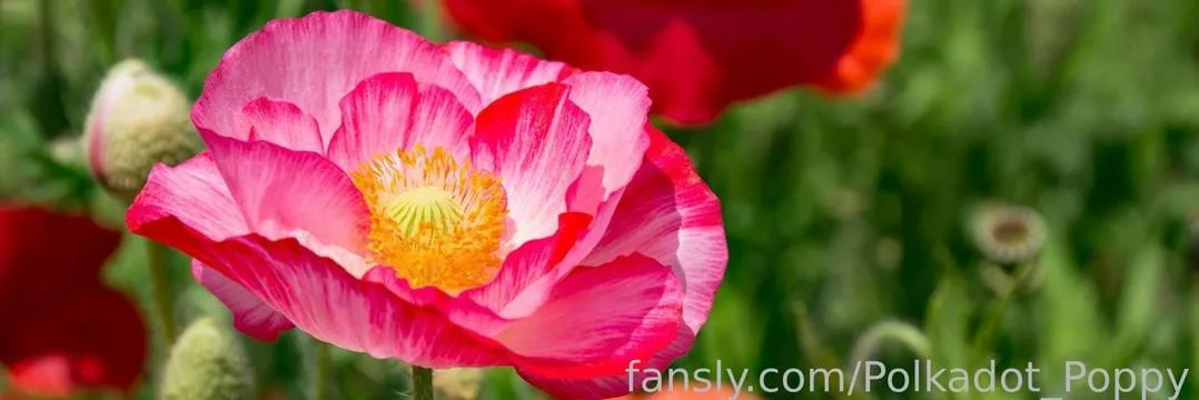 Polkadot_Poppy — photo 2