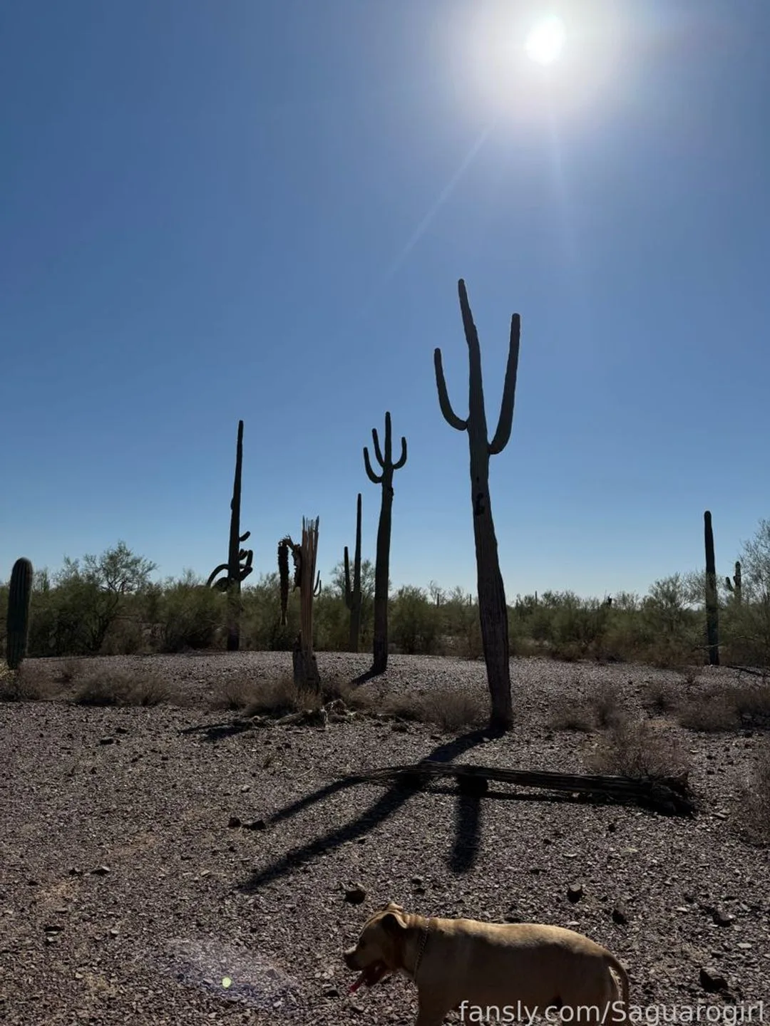 Saguarogirl — photo 2