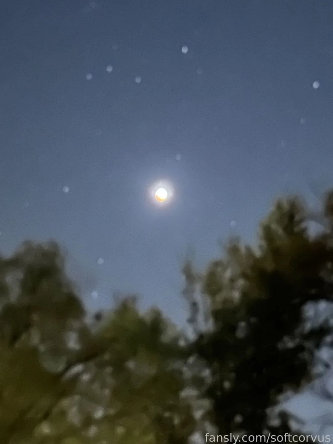 softcorvus — photo 2