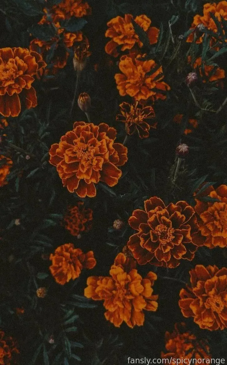 spicynorange — photo 2