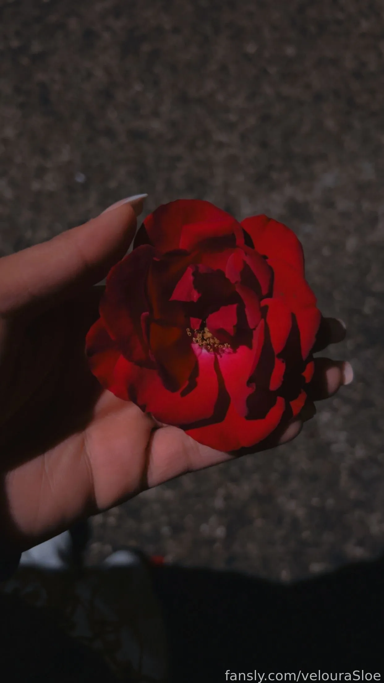 velouraSloe — photo 2